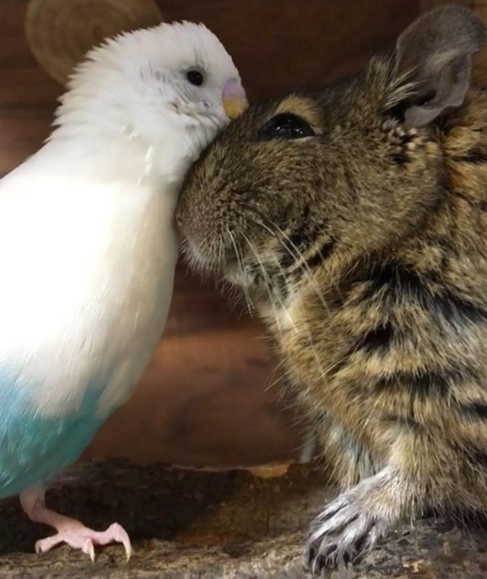 “Dejé la jaula de mi degú abierta un minuto y sucedió esto”. (Foto: reddit / <a href="http://www.reddit.com/r/aww/comments/ercv7v/left_degus_cage_open_for_a_minute_and_this/" rel="nofollow noopener" target="_blank" data-ylk="slk:fliptrickzip;elm:context_link;itc:0;sec:content-canvas" class="link ">fliptrickzip</a>).