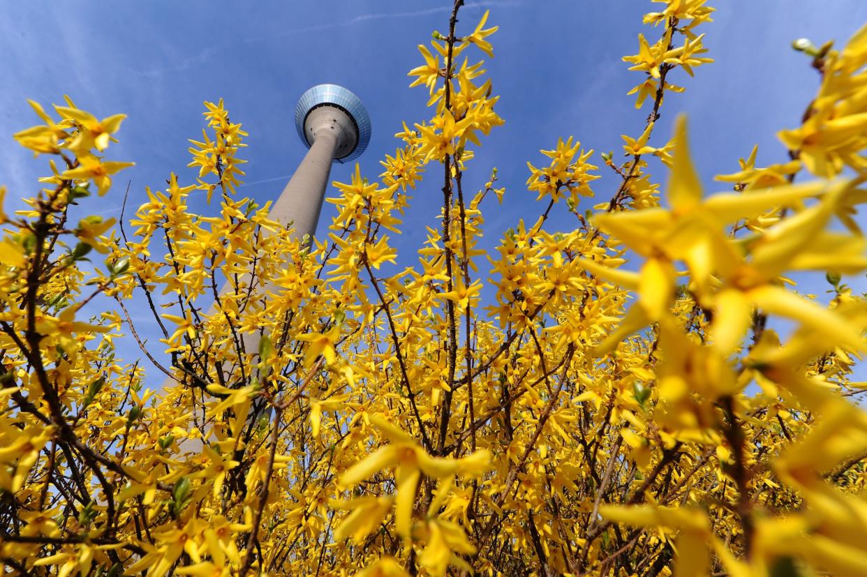 Forsythie blüht ab März, am Wochenende hat der Zierstrauch frühlingshafte Bedingungen dafür. (Symbolbild: PATRIK STOLLARZ/AFP/Getty Images)