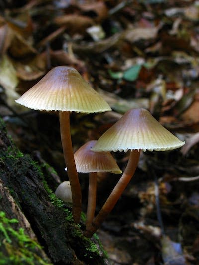 <em>Mycena galericulata</em>, una seta a la que el boca a boca atribuyó la fundación de Micenas. <a href="https://commons.wikimedia.org/wiki/File:Mycena_galericulata_60303.jpg" rel="nofollow noopener" target="_blank" data-ylk="slk:Dan Molter / Wikimedia Commons;elm:context_link;itc:0;sec:content-canvas" class="link ">Dan Molter / Wikimedia Commons</a>, <a href="http://creativecommons.org/licenses/by-sa/4.0/" rel="nofollow noopener" target="_blank" data-ylk="slk:CC BY-SA;elm:context_link;itc:0;sec:content-canvas" class="link ">CC BY-SA</a>