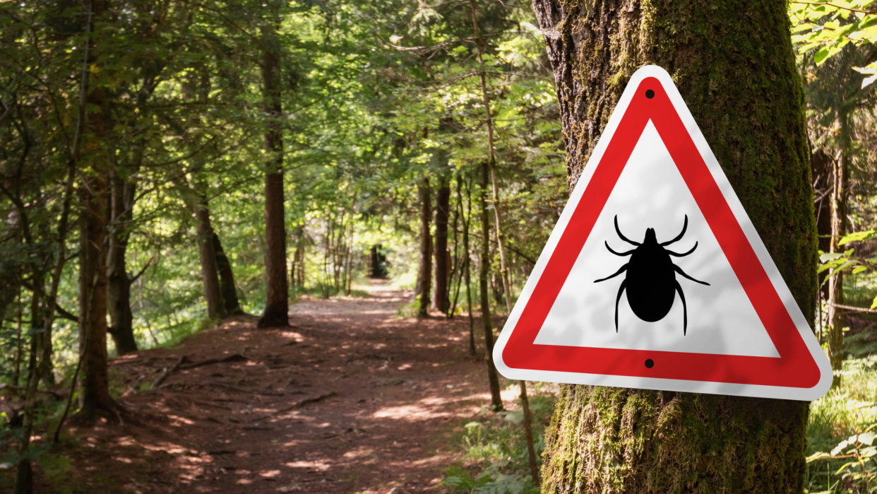 Cases of tick-borne illness, babesiosis, are rising—here's how to stay safe