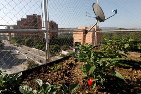 Peppers plants are seen in an urban garden in the rooftop of a building in Caracas, Venezuela July 19, 2016. Picture taken July 19, 2016. REUTERS/Carlos Jasso