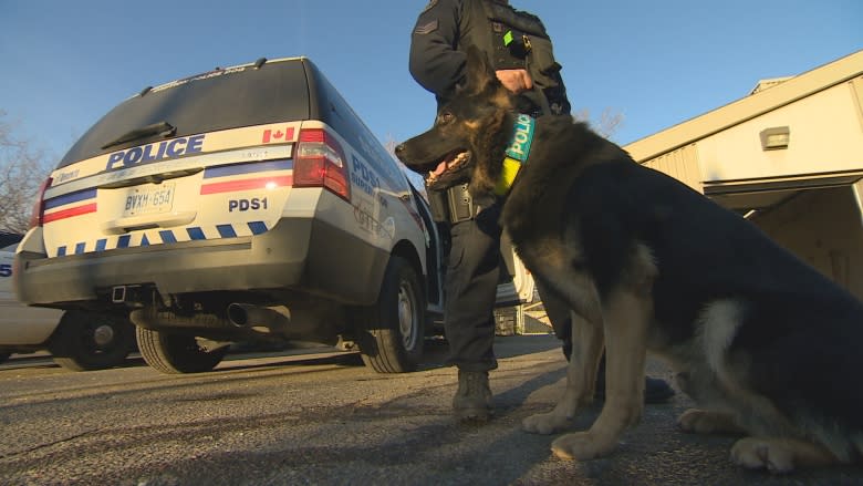 Anonymous donor offers to buy 18 armoured vests for Toronto police dogs