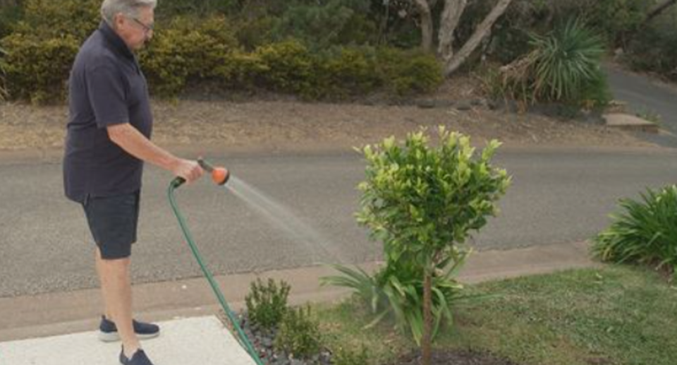 Neil McPherson is seen here wanting his agapanthus plants, which Mornington Peninsula Council has ordered him to remove. 