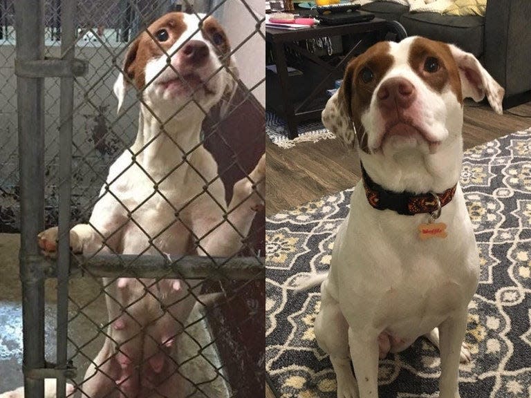 Waffle the dog, before and after adoption.