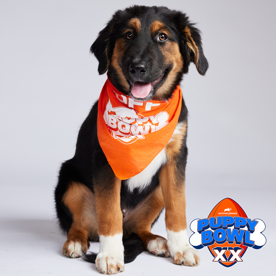 Angus will participate in Team Ruff during Puppy Bowl XX, which will air on Feb. 11.