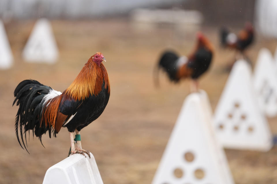 Roosters stand on top of their teepees at Troy Farms, Tuesday, Jan. 23, 2024, in Wilson, Okla. Before Oklahoma became one of the last places in the U.S. to outlaw cockfighting in 2002, it wasn't uncommon to see hundreds of spectators packed into small arenas in rural parts of the state to watch roosters, often outfitted with razor-sharp steel blades, fight until a bloody death. (AP Photo/Julio Cortez)