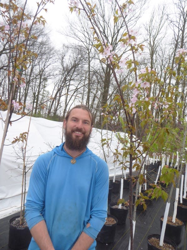 Want to add pink flowering cherry trees to a landscape? Matt Shultzman has been growing tall ones in the Secrest Arboretum greenhouses for the plant sale on Saturday, May 11. Flowering Cherry is one of the hardiest pink flowering cherry trees available.