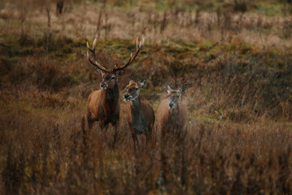 Deer at the Vallée de la Millière reserve.