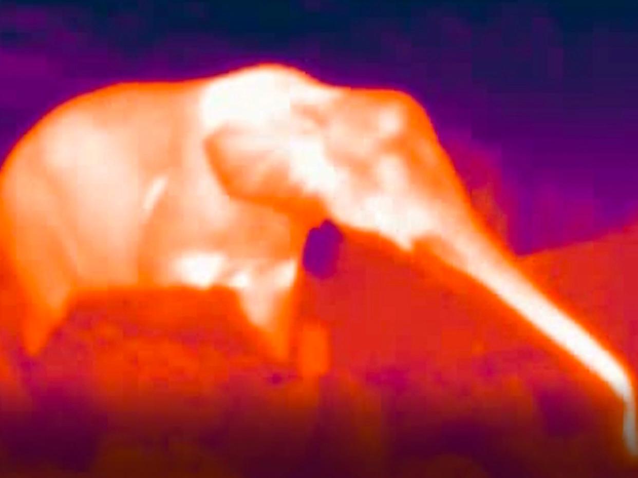 Thermal cameras can detect elephants during the day and night to provide alerts to communities living near elephants (Colchester Zoo/ZSL)