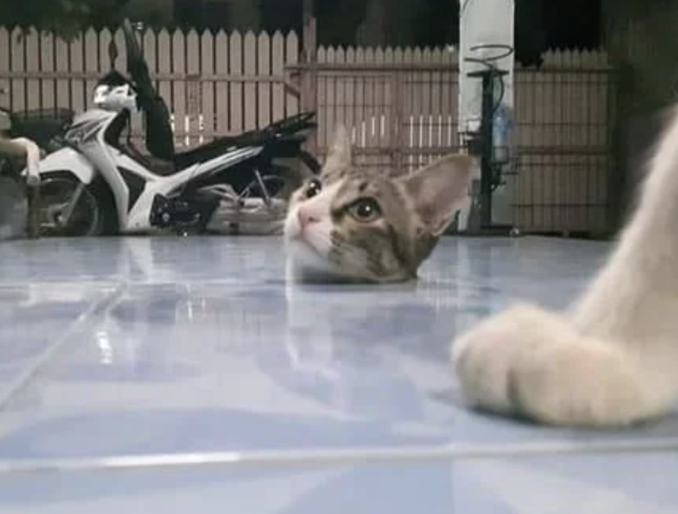 A cat appears to be peeking from under the floor, with a motorcycle and a fence in the background. The cat’s expression is curious, and its paw is visible