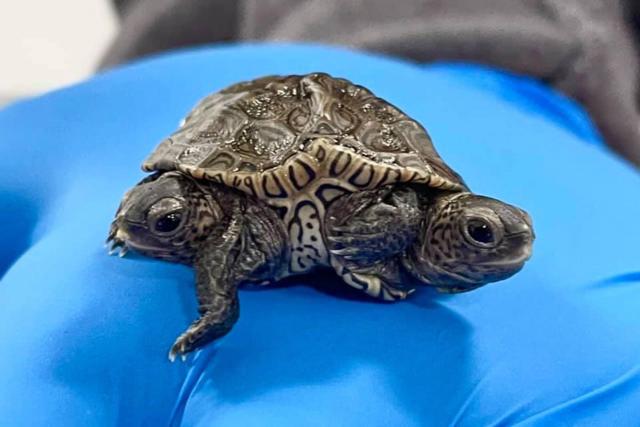 Twice As Nice Double Headed Turtle Is Loving Life At Cape Cod Wildlife Center