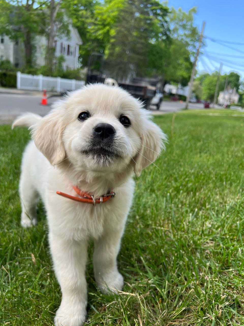 Maggie, a 9-week-old golden retriever, is the Taunton Police Department's brand new comfort dog. She first reported for duty in May 2023.