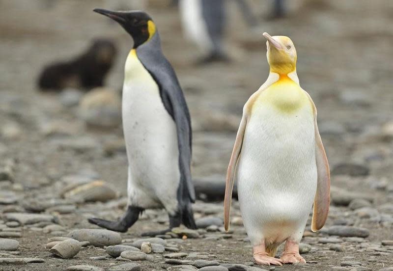 比利時攝影師亞當（Yves Adams）捕捉到黃色國王企鵝（右）的珍貴畫面。（翻攝Yves Adams IG）