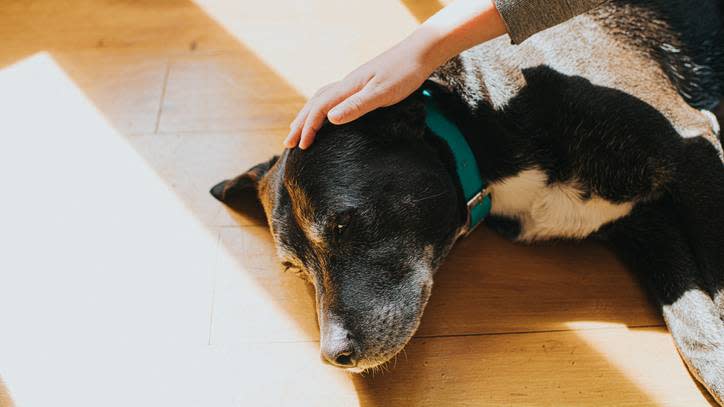  Hand stroking a dog's head 