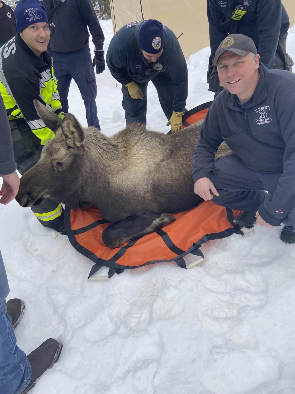 In this image provided by Central Emergency Services for the Kenai Peninsula Borough, firefighters from Central Emergency Services with personnel from the Alaska Wildlife Troopers and Alaska Department of Fish and Game help carry a moose out of a house after it had fallen through a window well at a home in Soldotna, Alaska, on Sunday, Nov. 20, 2022. The moose was tranquilized and removed from the house on a stretcher, revived and set loose back into the wild. (Capt. Josh Thompson/Central Emergency Services via AP)