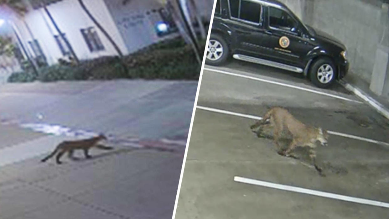 A mountain lion was seen on security video walking through the Oceanside City Hall parking garage sometime Monday to Wednesday, Oceanside police said. (Oceanside Police Department)