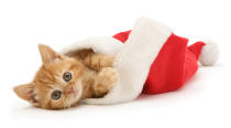 <p>Red tabby kitten (Photo: Warren Photographic/Caters News) </p>