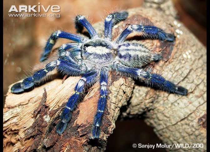 <strong>Scientific Name:</strong> <em>Poecilotheria metallica</em>  <strong>Common Name: </strong>Peacock Parachute Spider  <strong>Category:</strong> Spider  <strong>Population: </strong>Unknown  <strong>Threats To Survival:</strong> Habitat loss and degradation as a result of deforestation, firewood collection and civil unrest