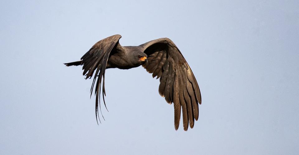 A male snail kite takes flight in search of a meal along a drainage ditch along Corkscrew Road near the new Verdana Village development in Estero on Aug.15, 2022. This bird has expanded in numbers in recent years due to the presence of an invasive apple snail, which likely expanded its range with the help of Hurricane Ian.