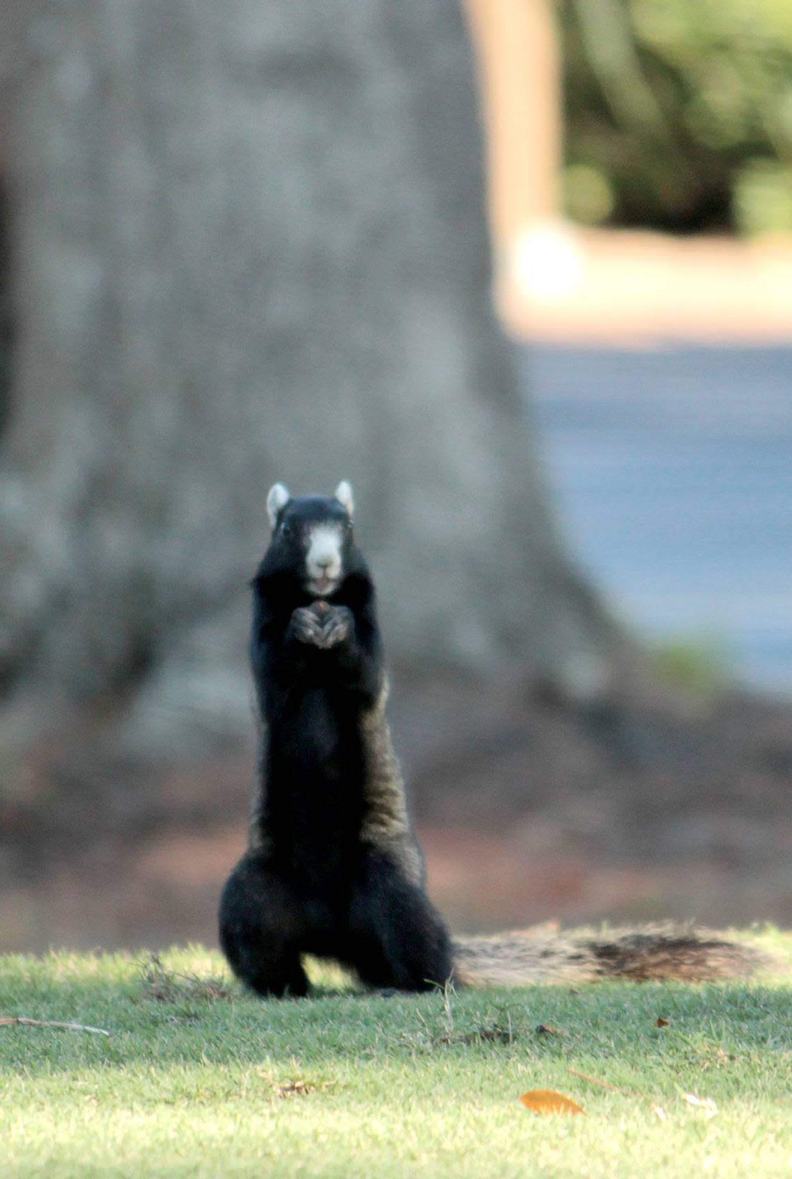 2a photo 0430_ Fox squirrel 3.JPG Douglas Moody, visiting the area from Atlanta, Ga., took this photo of a fox squirrel while visiting his Bluffton parents Jack and Nancy Moody. Submitted photo