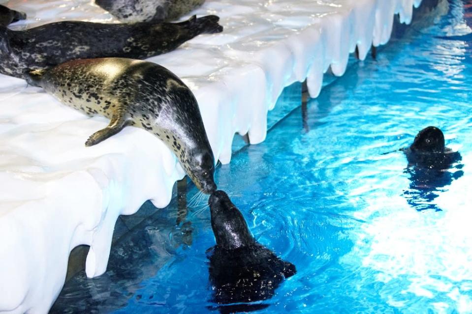 Meet polar animal ambassadors including king seals, walruses, penguins, sea lions, nowy owls, and arctic foxes at the North Pole Encounter. (Photo by Ocean Park Hong Kong)