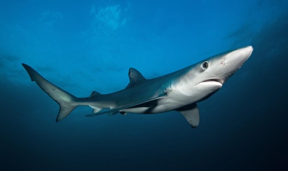 blue shark swims in the ocean