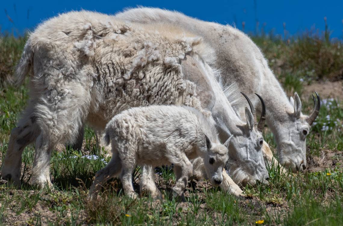 A trio of mountain goats browses in the Sunrise area of Mountain Rainier National Park in summer 2020. Some people think building a new commercial airport near the park would disturb wildlife there.