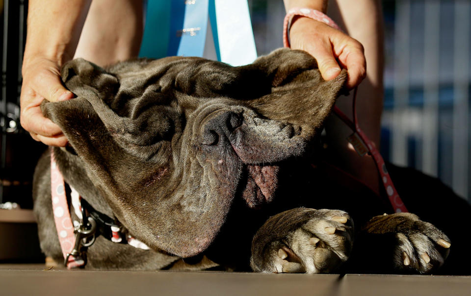 <p>Shirley Zindler, of Sebastopol, Calif, lifts up the jowls of Martha, a Neapolitan mastiff, during the World’s Ugliest Dog Contest at the Sonoma-Marin Fair on Friday, June 23, 2017, in Petaluma, Calif. (Photo: Eric Risberg/AP) </p>