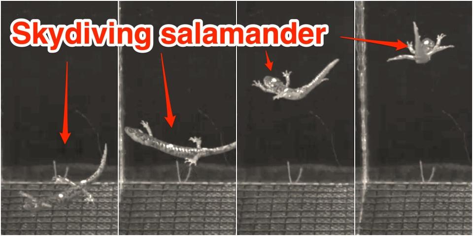 An annotated collage of stills from a video showing A.vagrans, the wandering salamander, skydiving.