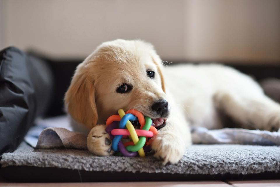 Interactive Indoor Dog Toys to Keep Your Pup Entertained