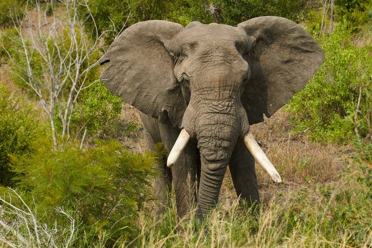 <span class="caption">Big tusks, big target.</span> <span class="attribution"><a class="link " href="https://www.shutterstock.com/image-photo/elephant-male-701079094?src=mTcPx5PtAcccnlAuBJZZTw-1-4" rel="nofollow noopener" target="_blank" data-ylk="slk:Shutterstock;elm:context_link;itc:0;sec:content-canvas">Shutterstock</a></span>