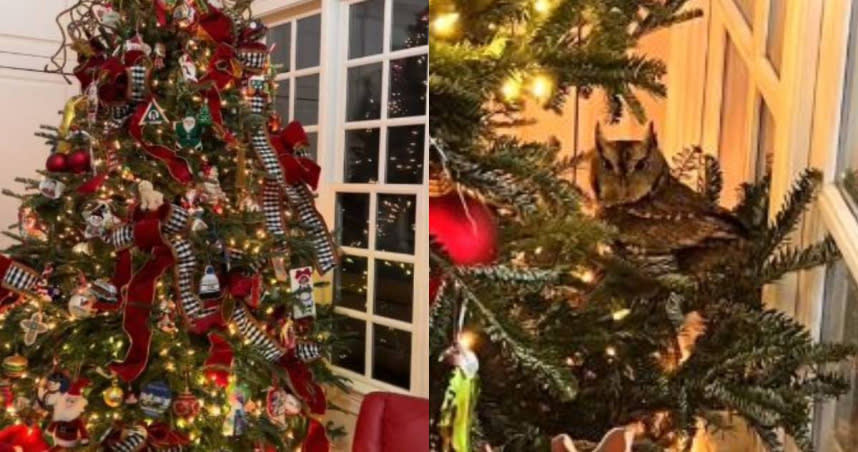美國肯塔基州一名女子在家裡的聖誕樹上發現躲了一隻小貓頭鷹。（圖／翻攝TikTok／＠madelinewhite5）