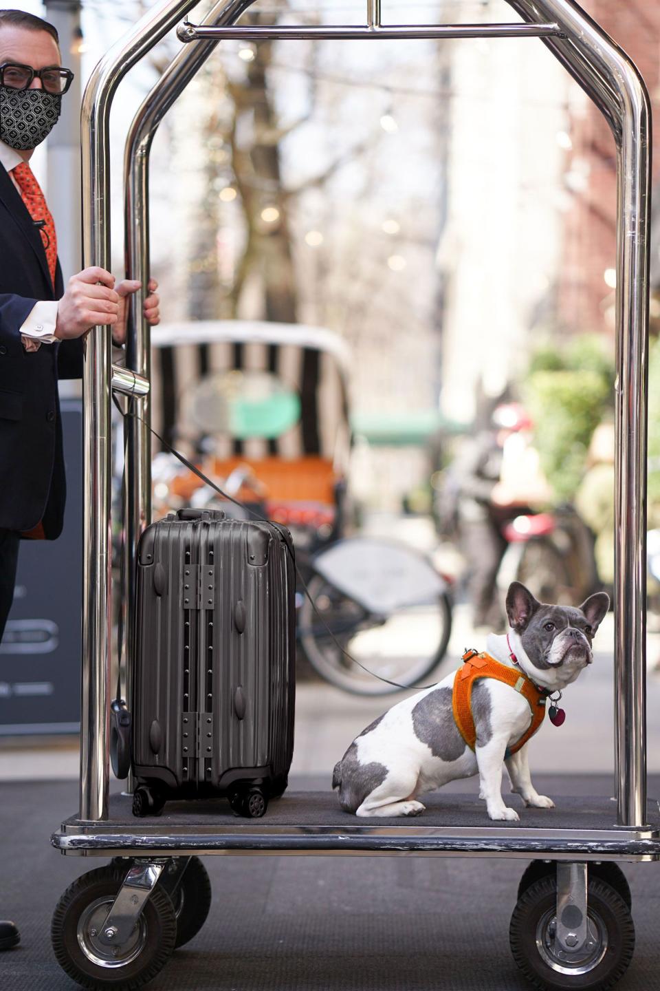 At These 24 New York Hotels, the Perks for Pets Are Better Than the Ones for Humans!