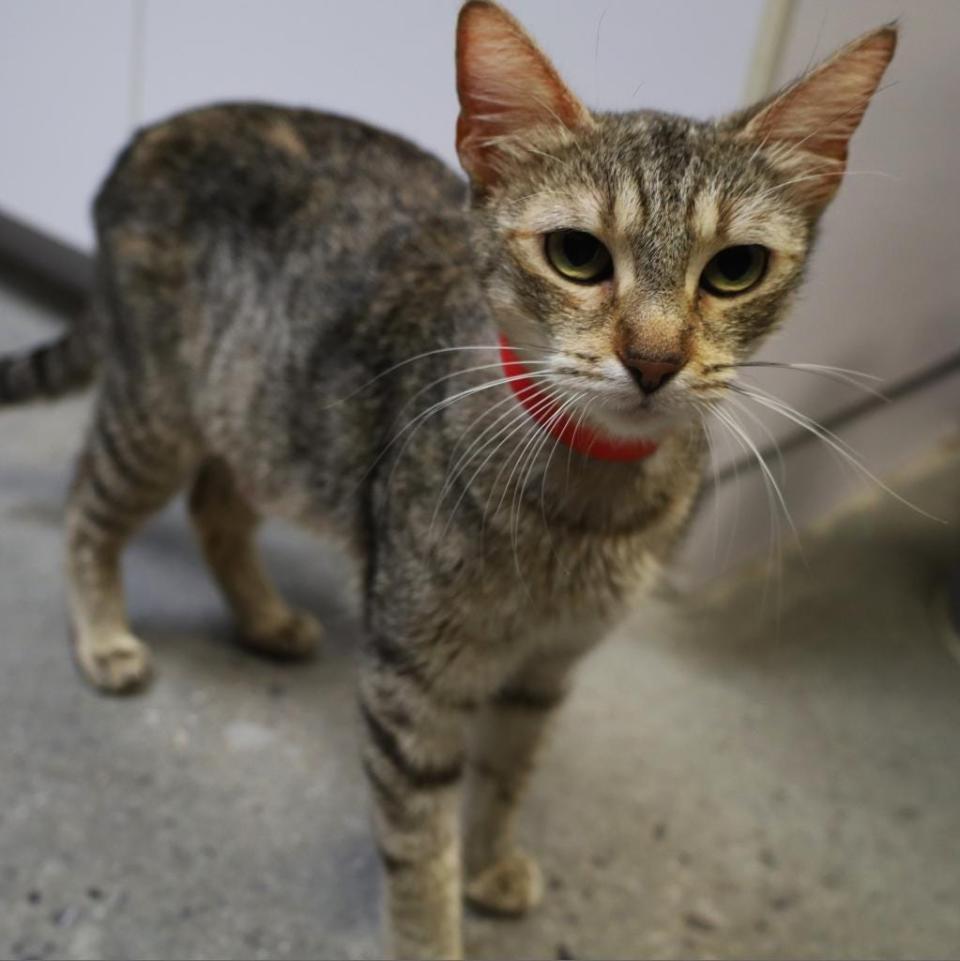 Pixie came to SPCA Florida pregnant at a very young age. Once she finished nursing her babies, she moved to the Orlando Cat Cafe in hopes of a home she’d never had. She likes to keep to herself but does love to be near your feet. She loves to play and loves people.