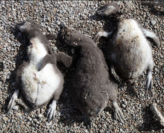 Three chicks suffer from hypothermia and die after a rainstorm.