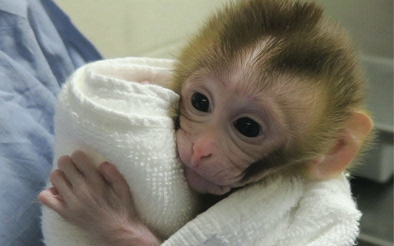 Grady the baby monkey  - OHSU