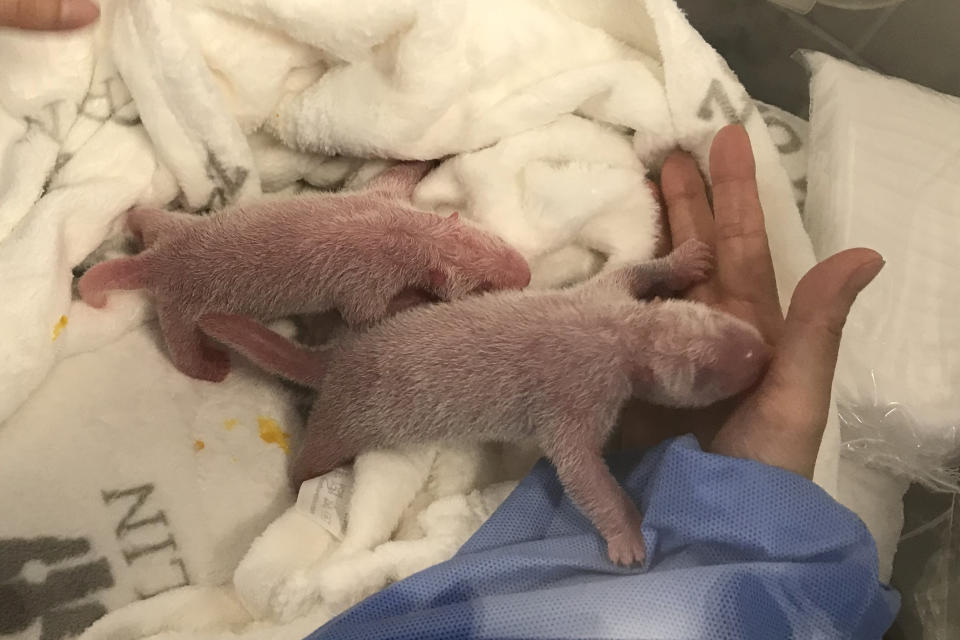 It was the first time pandas had been delivered in Germany (Picture: Reuters)