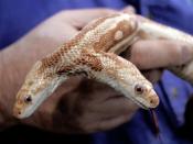 Leonard Sonnenschein, president of the World Aquarium in St. Louis holds a two-headed albino rat snake, Monday, Jan. 2, 2006. The eight-year-old oddity of nature known affectionately by fans worldwide as "We" died of natural causes sometime during the June 16-17, 2007, weekend. (AP Photo/James A. Finley, file)