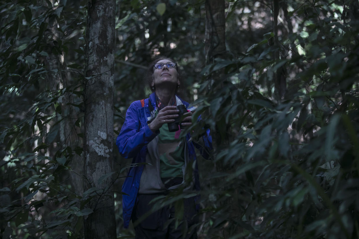 American Biological Anthropologist Karen Strier observes northern muriqui monkeys at the Feliciano Miguel Abdala Private Natural Heritage Reserve, in Caratinga, Minas Gerais state, Brazil, Wednesday, June 14, 2023. (AP Photo/Bruna Prado)