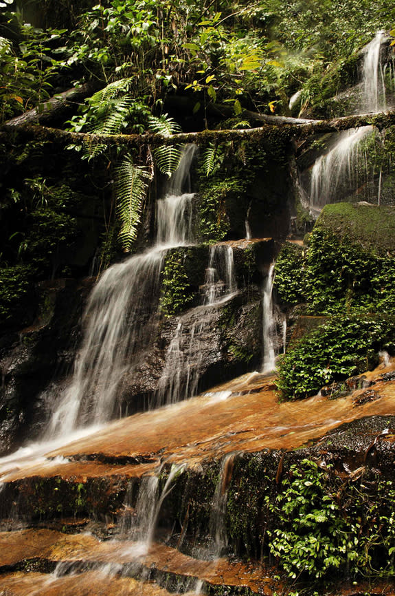 Madagascar's Makira forest is the site of WCS's most developed carbon-credit program.