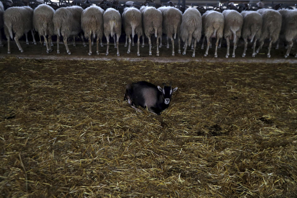 In this photo taken Wednesday Dec. 11, 2019, a baby goat sit as the sheep take they food at 'Riverland' farm in Kampia village near Nicosia, Cyprus. Cyprus' halloumi cheese, with a tradition dating back some five centuries, is the island nation's leading export. It's goat and sheep milk content makes it a hit with health-conscious cheese lovers in Europe and beyond. It's added appeal is that unlike other cheeses, it doesn't melt when heated up. (AP Photo/Petros Karadjias)