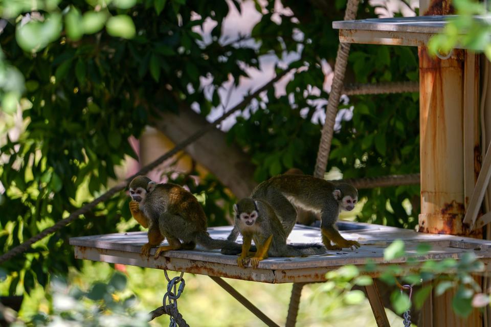 A group of squirrel monkeys stand on a cooling pad inside their enclosure at the Phoenix Zoo on June 15, 2022, in Phoenix.