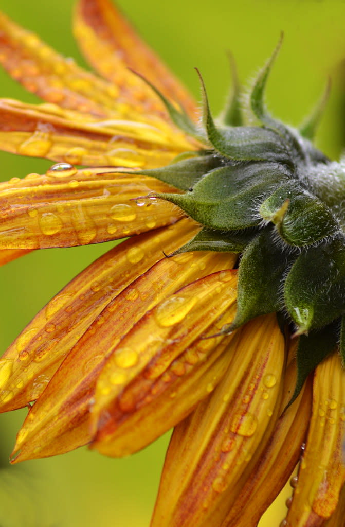rainy sunflower1