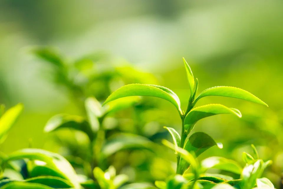 綠茶含有豐富兒茶素。@gettyimage