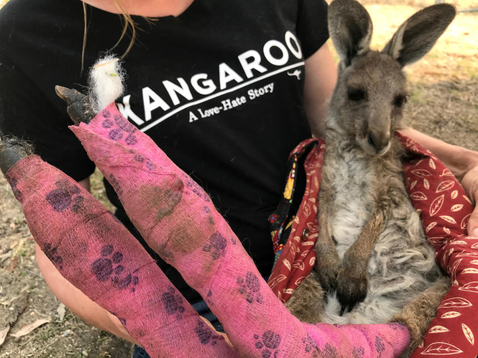 FILE PHOTO: WIRES volunteer and carer Tracy Dodd holds a kangaroo with burnt feet pads after being rescued from bushfires in Australia's Blue Mountains area