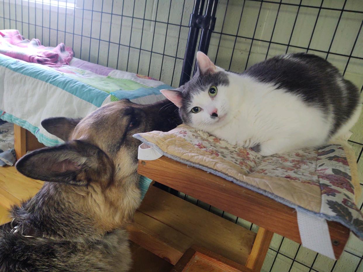 BestPals Animal Rescue hopes to keep Bella, left, and Dusty together in their new home.