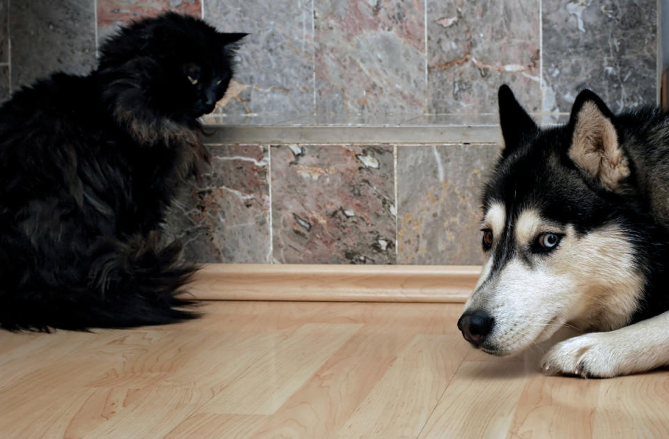 Even some of the biggest dogs can be afraid of cats.<p>plastique/Shutterstock</p>