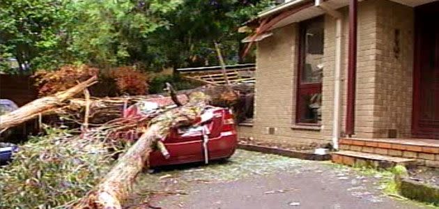 Monbulk family escape unharmed after tree topples over in gale force winds, flattening their car and damaging part of their home. Photo: 7News