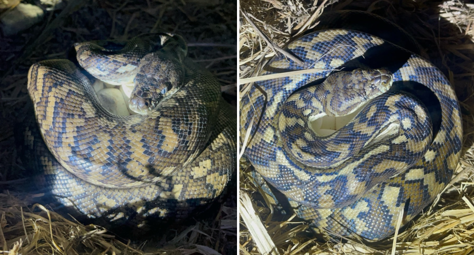 A close-up of a python laying on her eggs