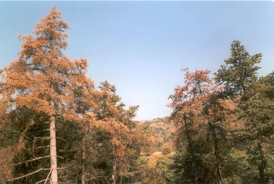 Poblaciones de pinsapo (Abies pinsapo) con síntomas de decaimiento y mortalidad en el Parque Nacional Sierra de las Nieves (Málaga). Foto J.C. Linares